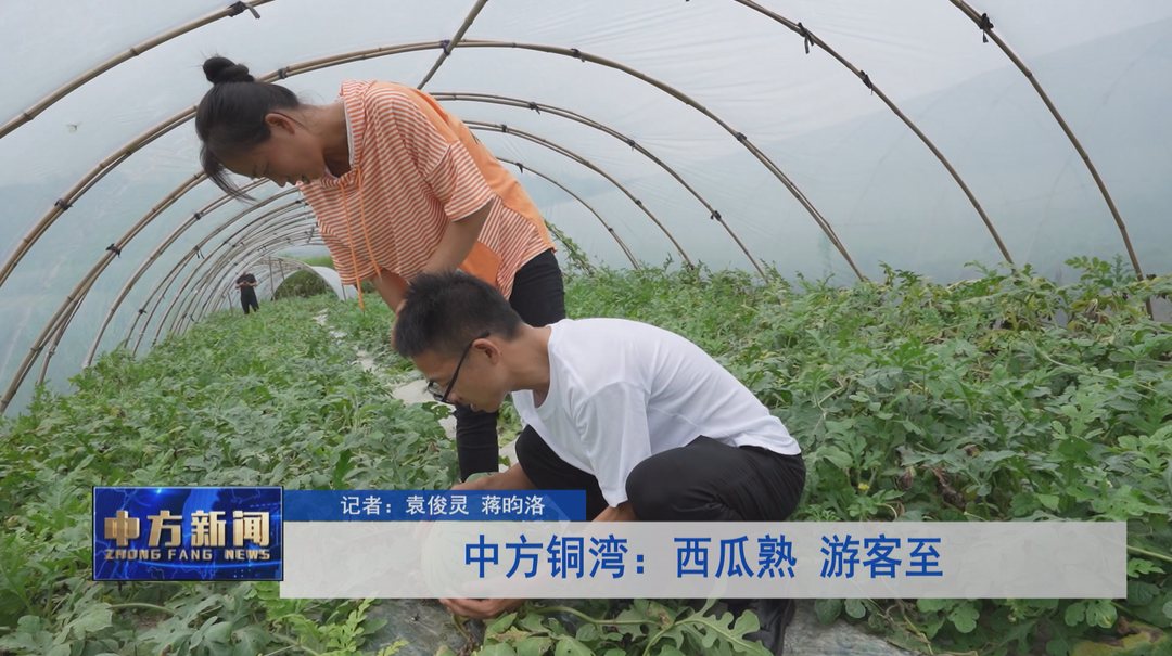 中方铜湾：西瓜熟 游客至