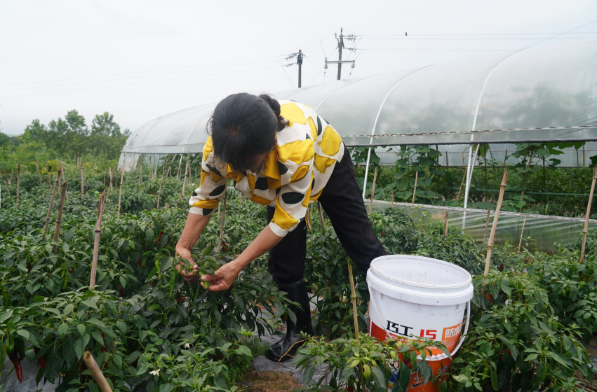 希望的田野|中方县新店坪村：蔬菜大丰收，农户采摘忙
