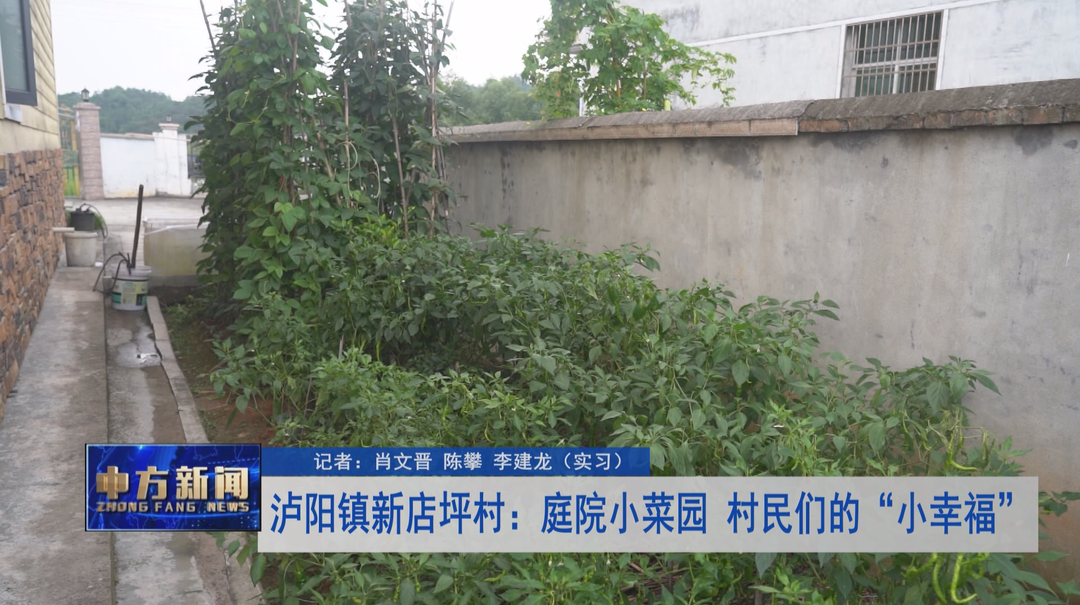 泸阳镇新店坪村：庭院小菜园  村民们的“小幸福”
