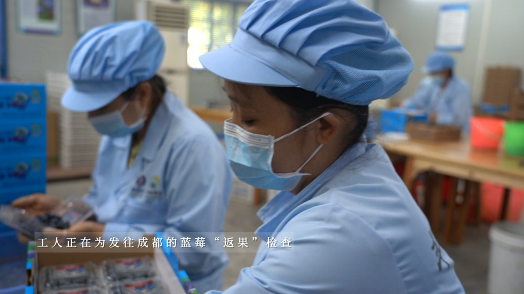 怀化中方：千亩蓝莓采摘忙 产销两旺助增收