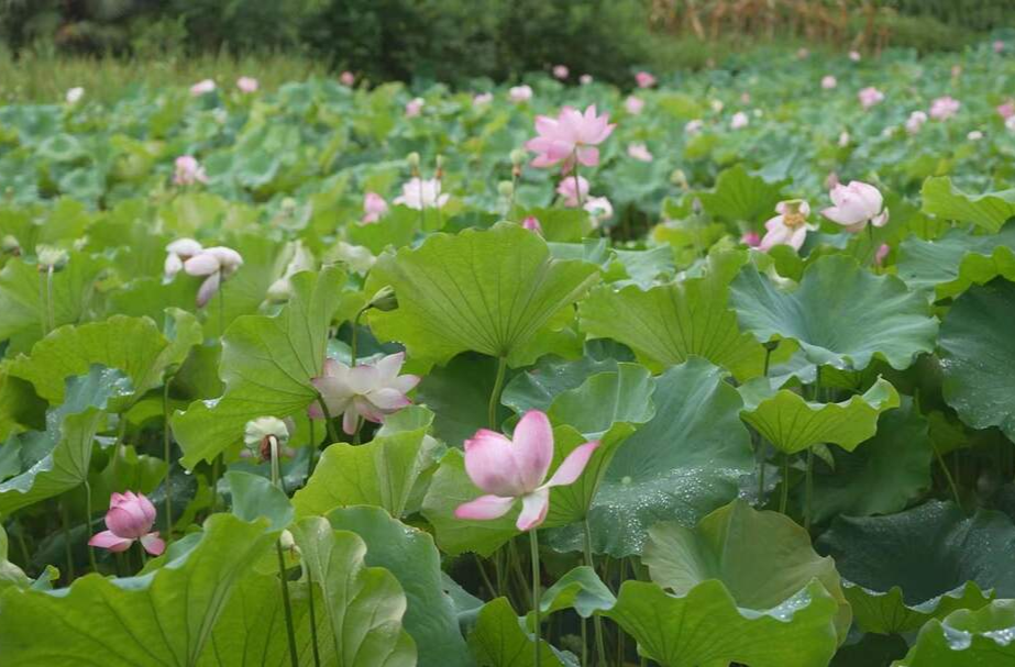 希望的田野｜中方：荷花盛开扮靓乡村振兴路  朵朵荷花成为村民的“致富花”