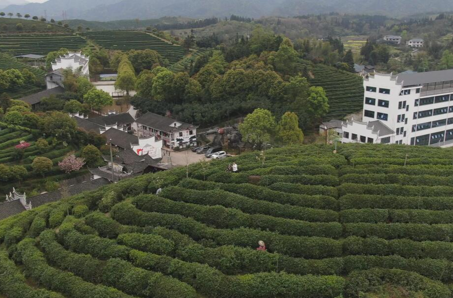 希望的田野｜中方：发展茶叶产业 助力乡村振兴