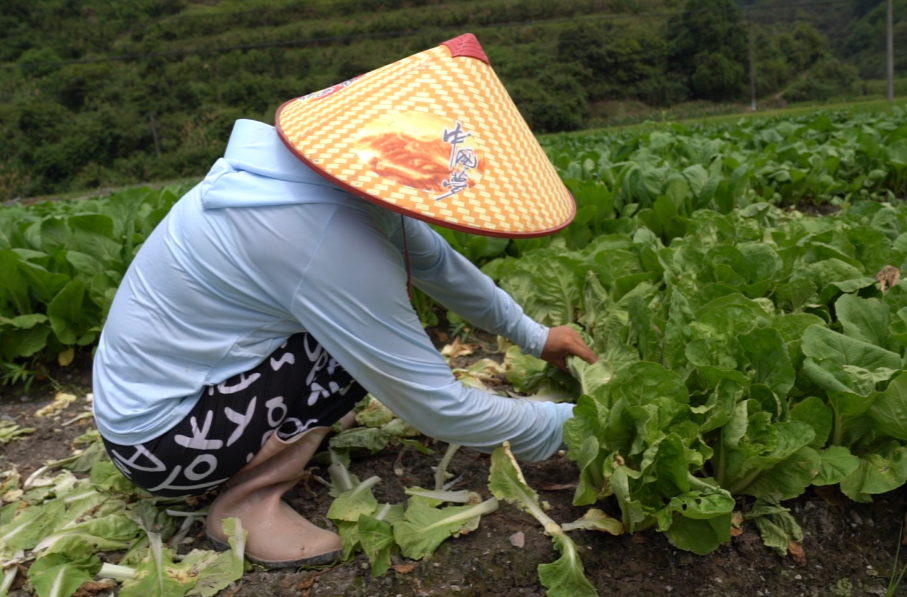 希望的田野|中方上炉：蔬菜种植“夫妻档”一步一个脚印逐梦田间