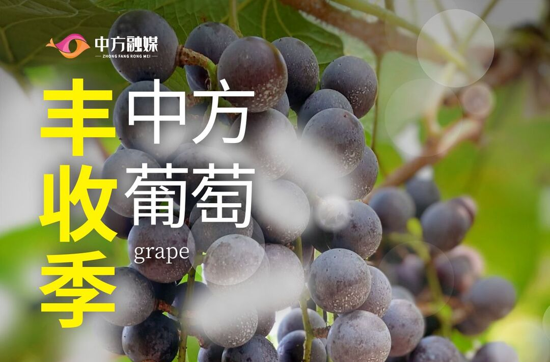 海报|中方丰收季 采摘正当时