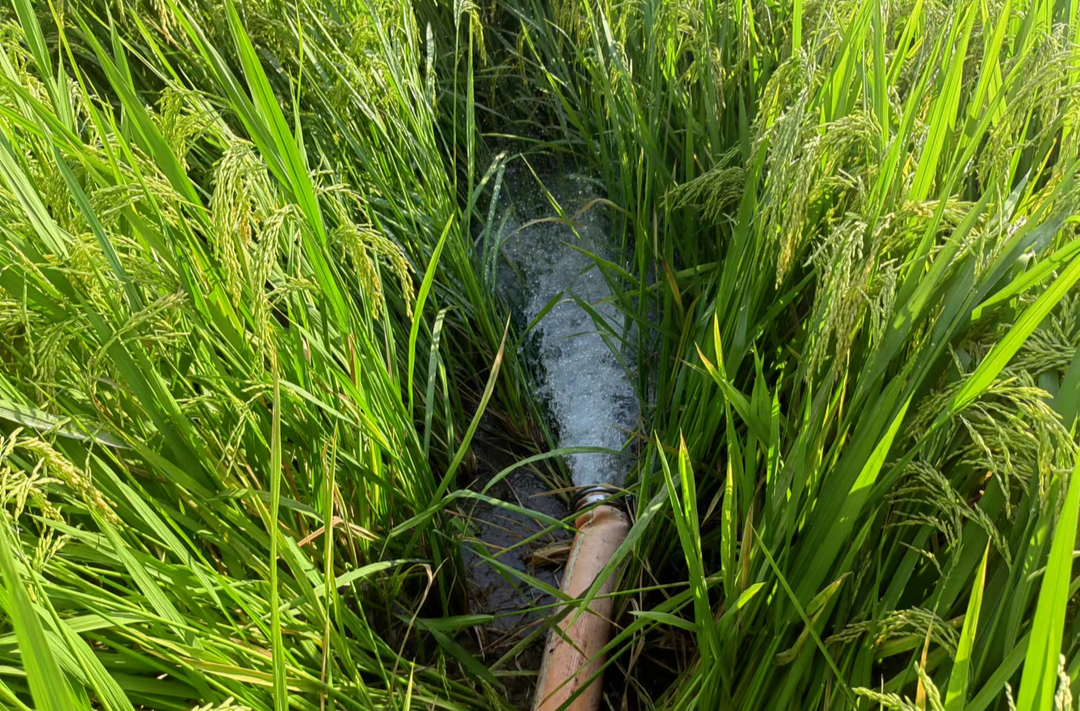 新建镇牛眠口村：干群携手抽水抗旱 为160余亩农田“解渴”