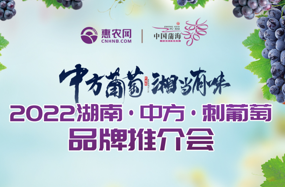 倒计时3天！2022湖南·中方·刺葡萄品牌推介会重磅来袭