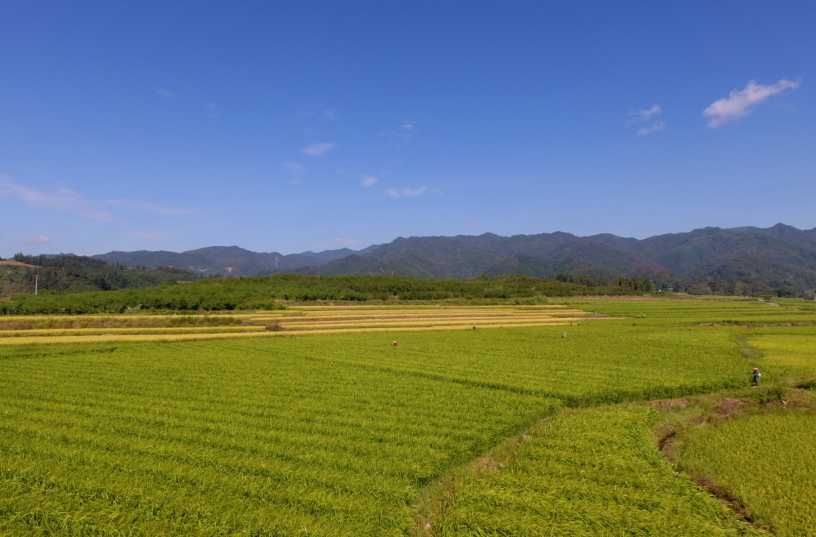 希望的田野|中方：制种基地稻花飞舞“赶花”忙