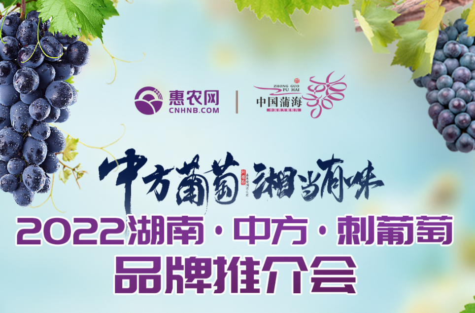 倒计时2天！2022湖南·中方·刺葡萄品牌推介会重磅来袭