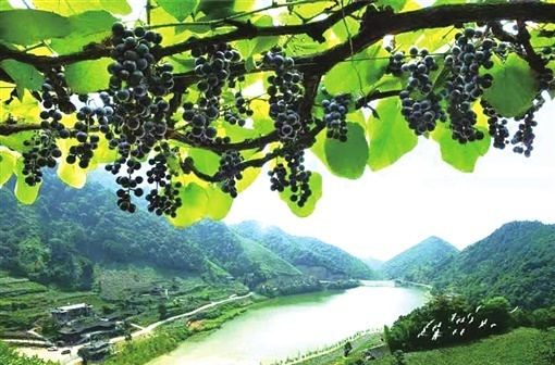 湖南日报|中方葡萄 “湘”当有味