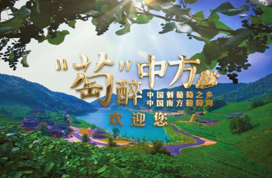 视频“萄”醉中方|中国刺葡萄之乡、中国南方葡萄沟欢迎您！（一）