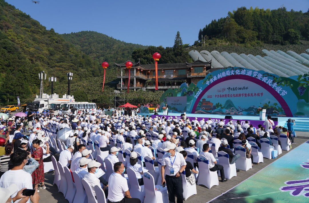 中方葡萄 湘当有味 2022'湖南·中方刺葡萄文化旅游节暨农民丰收节幸福启幕