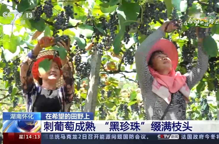 央视新闻直播间｜湖南中方：刺葡萄成熟 “黑珍珠”缀满枝头