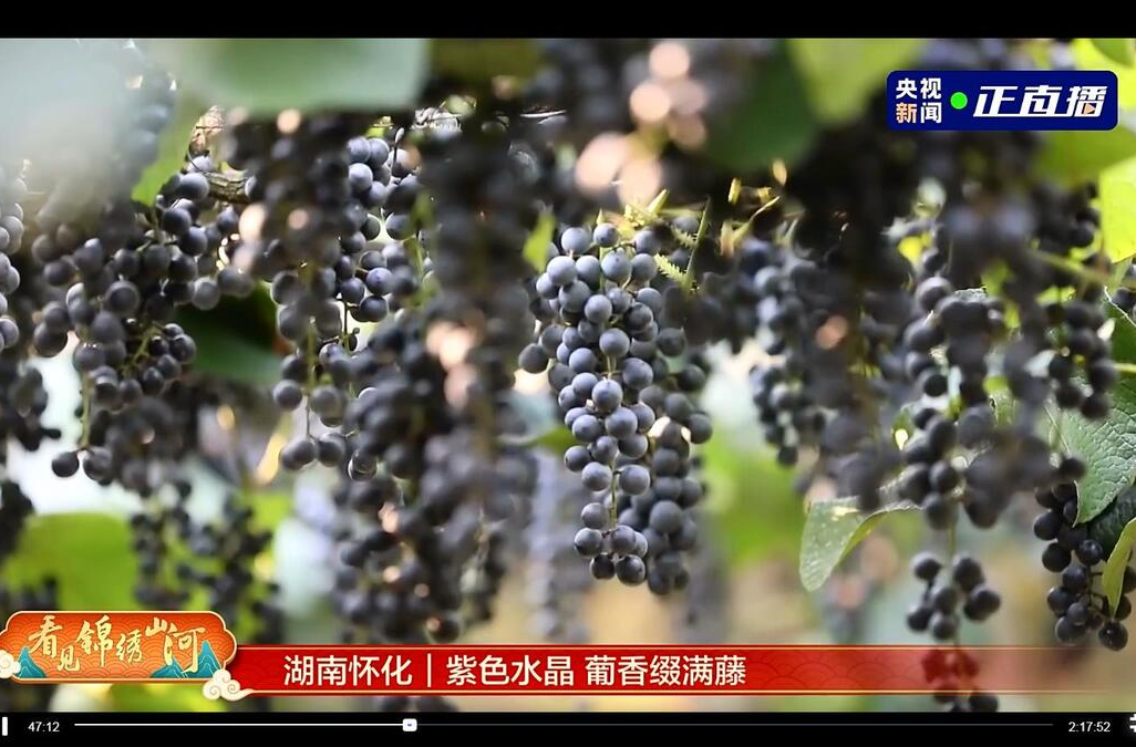 央视新闻直播《看见锦绣山河》走进中方县  向全国观众展现刺葡萄的丰收画卷