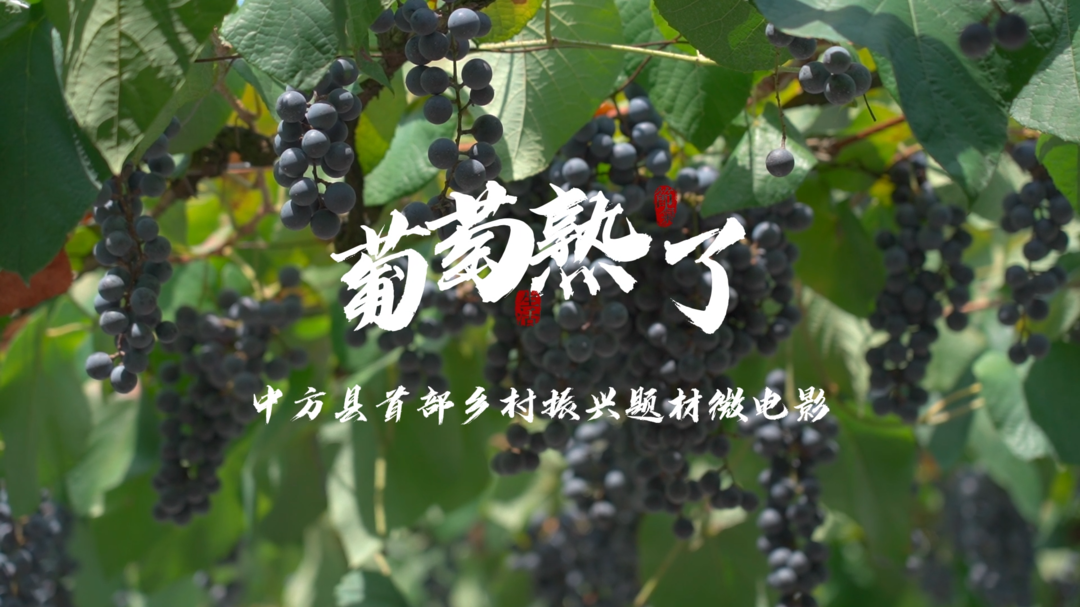 大美中方，生活慢城|中方县首部乡村振兴题材微电影——《葡萄熟了》