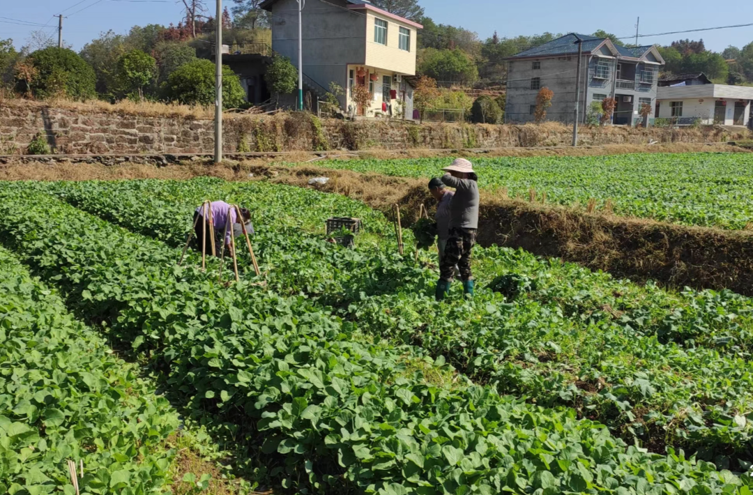 希望的田野|中方：“稻油轮作” 让“冬闲田”变“四季田”