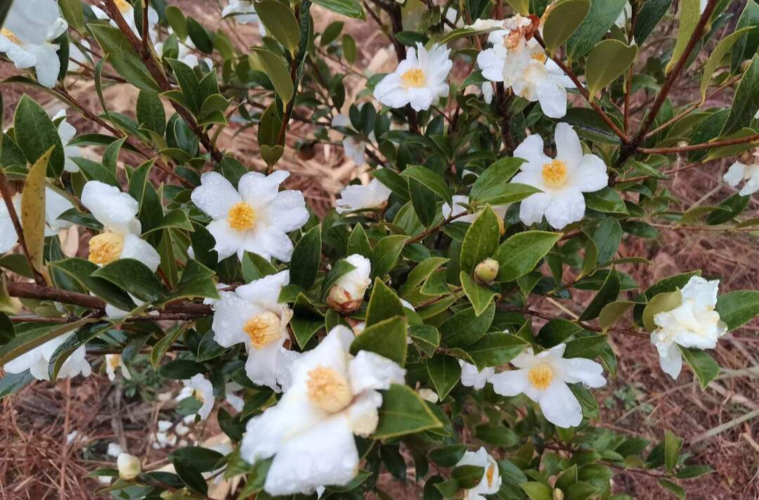 希望的田野|中方花桥：荒山变茶山 入冬管护忙