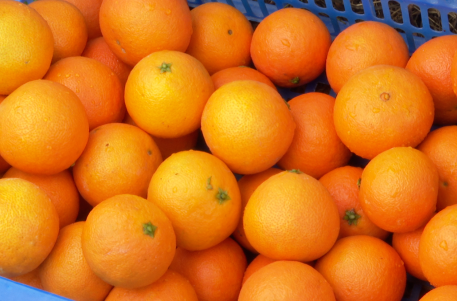 我们的新时代丨手掰橙大丰收 漫山果香好风光