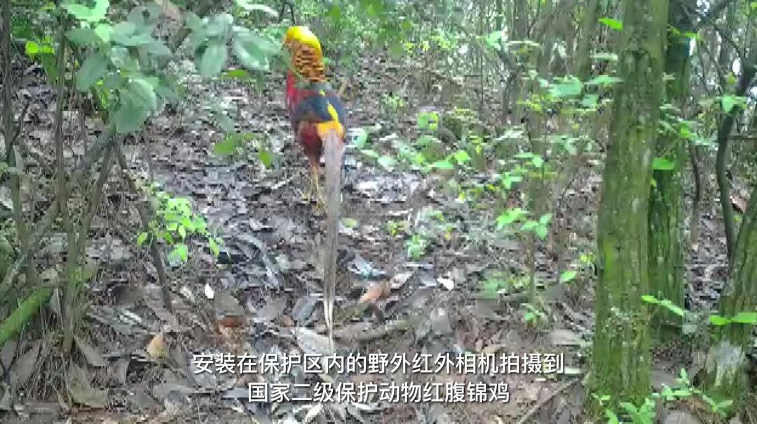 视频|中方县发现国家二级保护动物红腹锦鸡