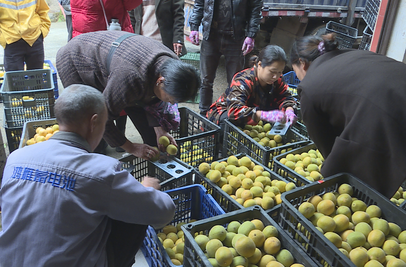 中方县：山旮旯里的“致富果”铺就瑶民“幸福路”