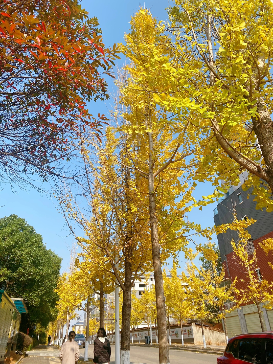 太美！中方县最美银杏路已进入最佳观赏期