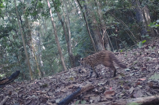 国家二级重点保护野生动物豹猫现身中方县康龙自然保护区