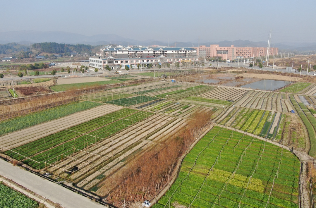 新春走基层|中方：蔬菜基地迎来“开门红” 7天售出5000斤