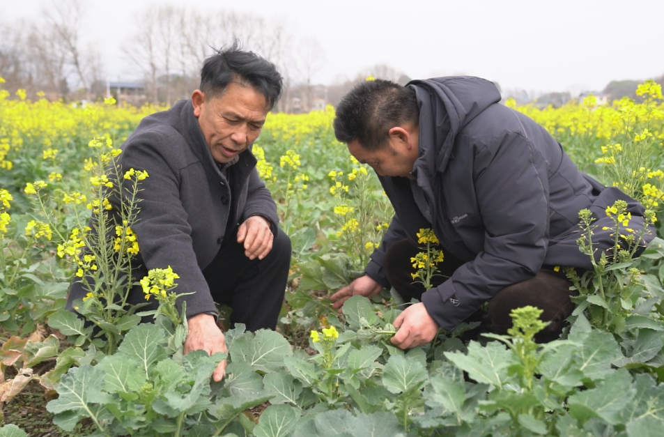 希望的田野|中方：农技送下乡 春耕备耕忙