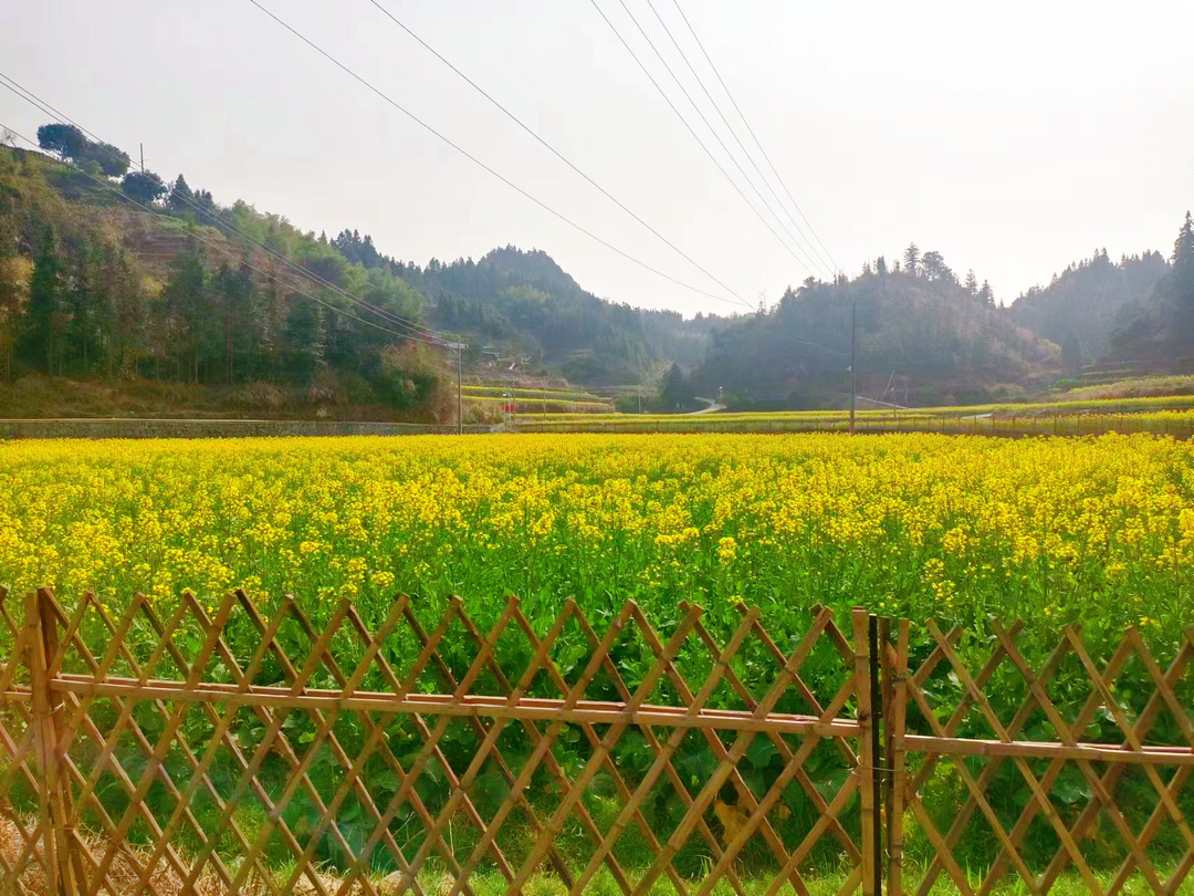 中方县新路河镇字溪村：小小油菜花 开出乡村振兴“致富路”