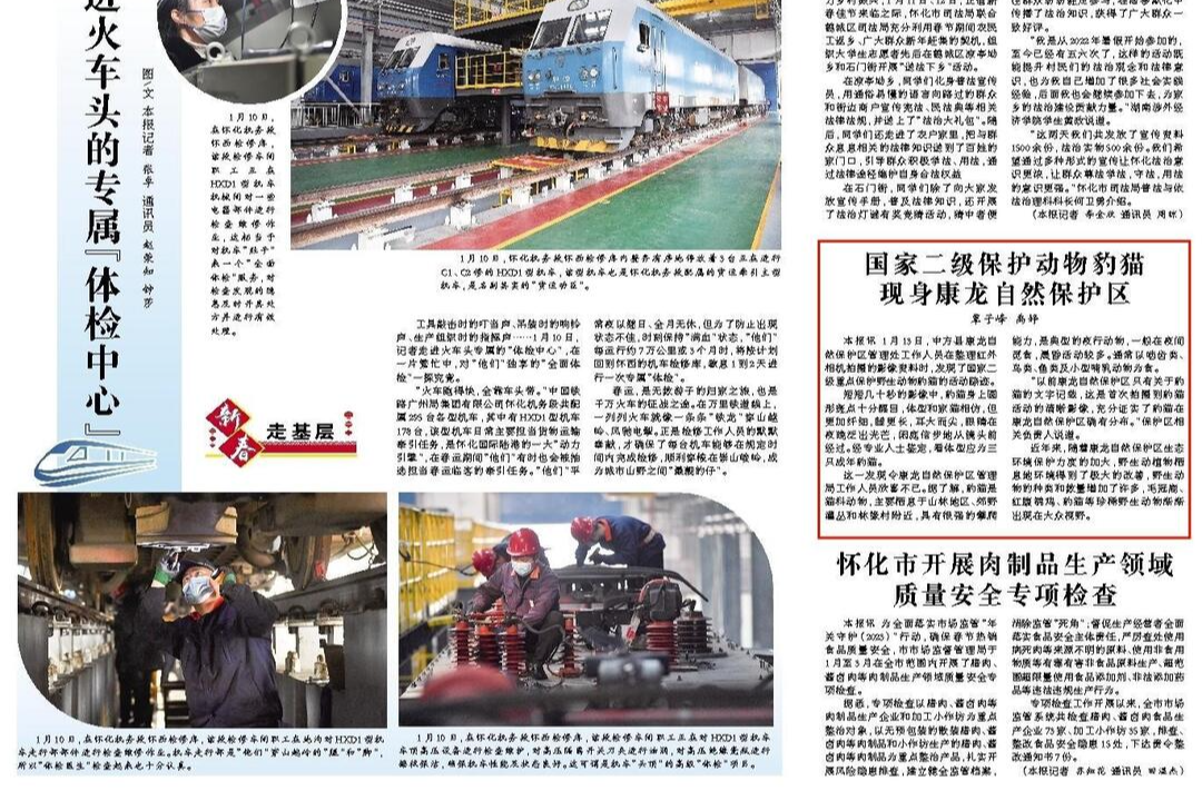 怀化日报|国家二级保护动物豹猫现身康龙自然保护区