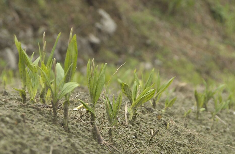 希望的田野|中方：药材变“药财” 白及管护忙