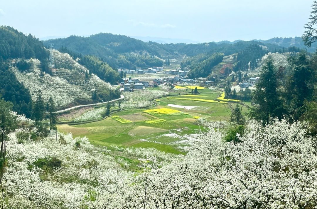 醉美梨园  “香”约铁坡 万亩梨花绘就中方乡村振兴最美底色