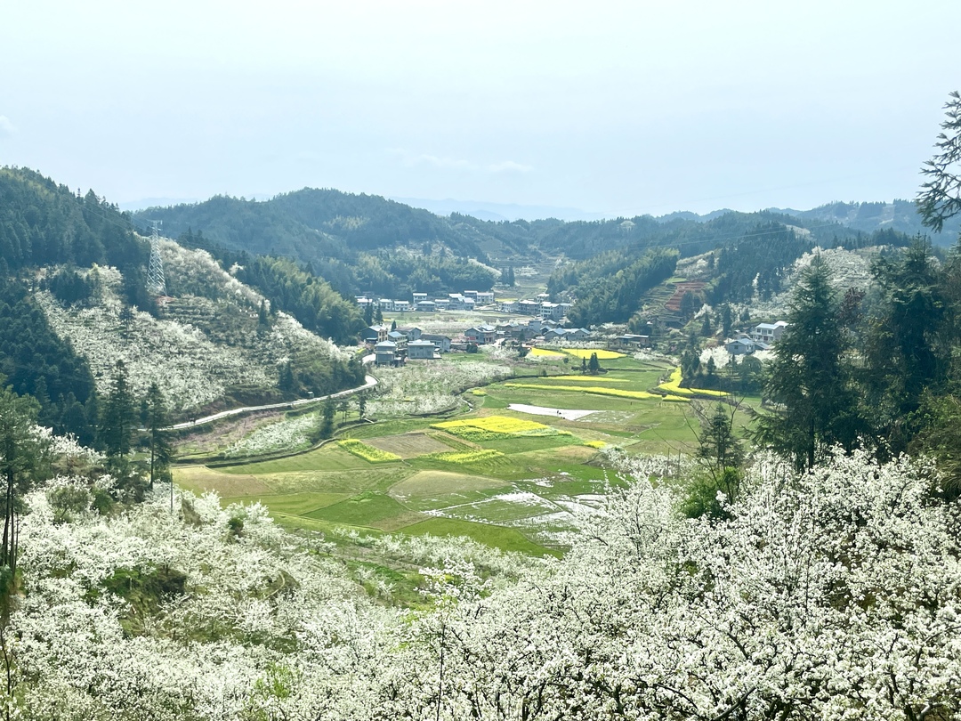 走进中方县铁坡镇梨花,活龙等村,漫山成片的梨花竞相绽放,一株株梨树