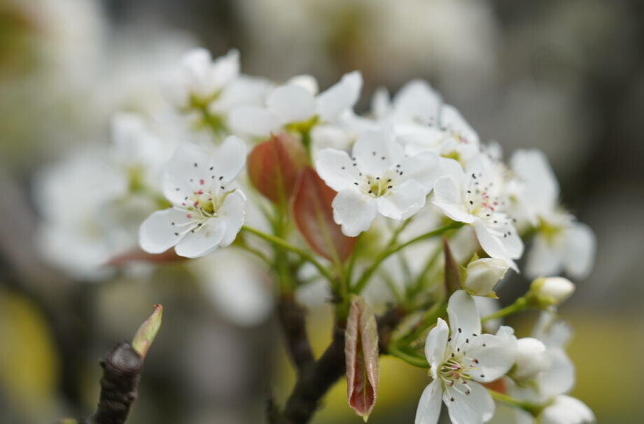 图集|梨园赏“雪”  花香探春  中方县首届梨花节掠影