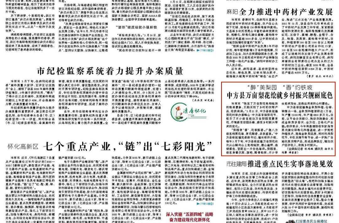 怀化日报头版|“醉”美梨园 “香”约铁坡  中方县万亩梨花绘就乡村振兴靓丽底色