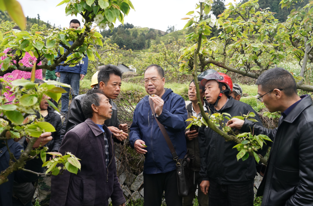 中方县铁坡镇：科技孕育“致富果”