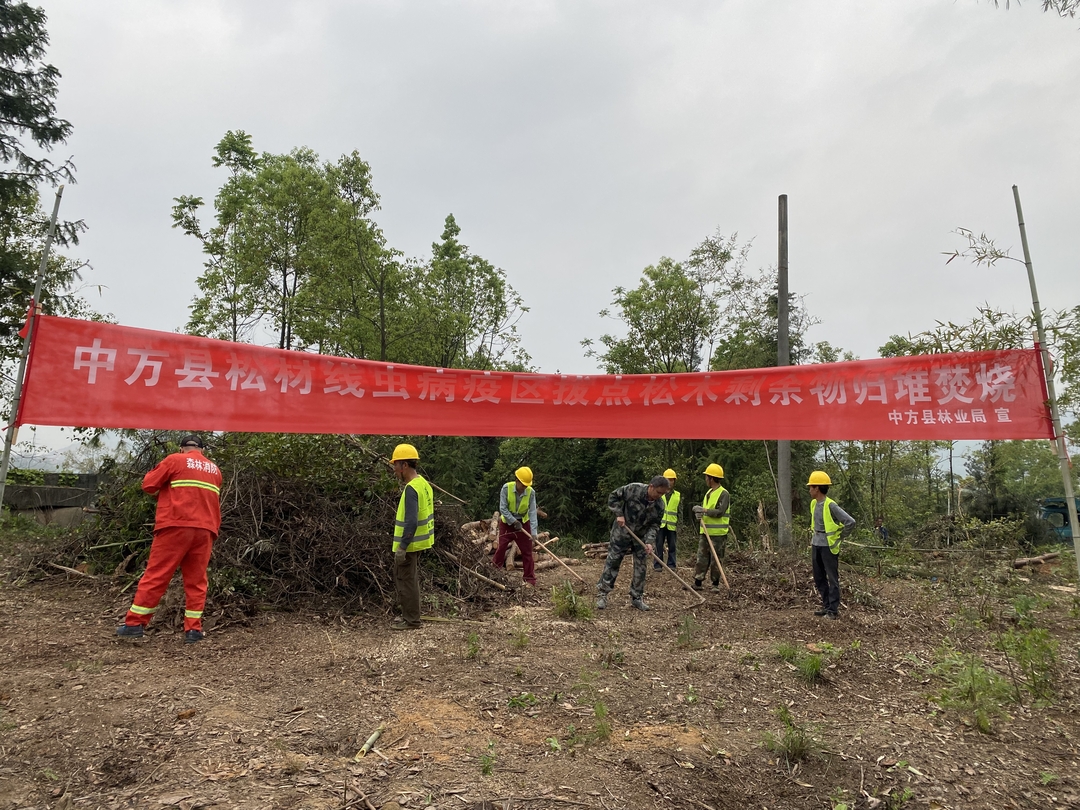 中方县：全力除治松材线虫病 累计清理枯死松木3000余株
