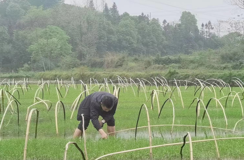 中方县：“三颗菜”绿色防控技术宣传培训深入田间地头