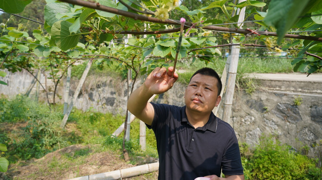 视频｜怀化中方：科技助力猕猴桃丰产丰收