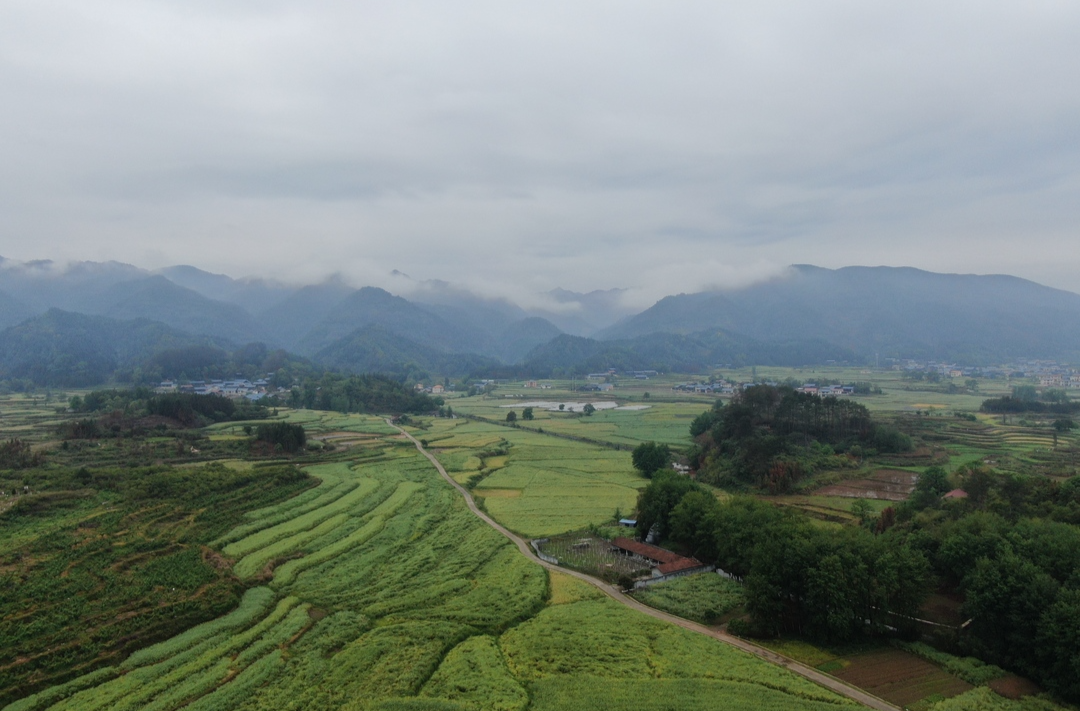 希望的田野|中方：破解冬闲田油菜种植瓶颈 油菜测产达228公斤每亩