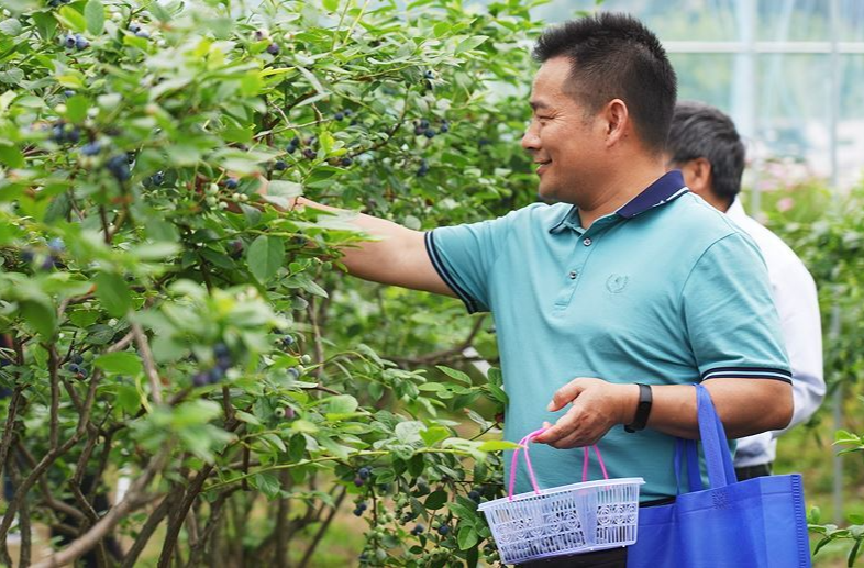 中方：蓝莓丰收节掀起三产融合消费新热潮