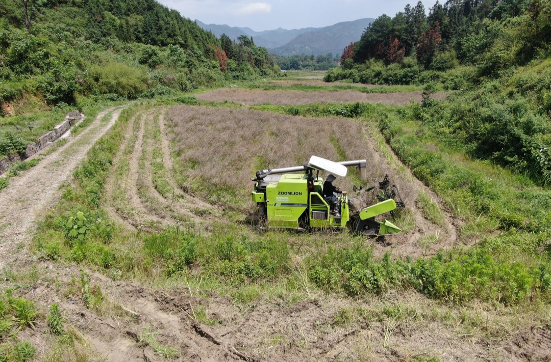 希望的田野|中方：“花海”变“油田” 13.5万亩油菜喜获丰收