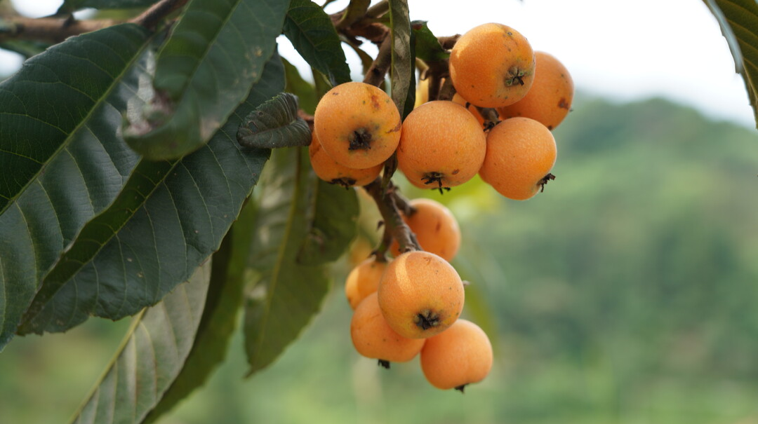 视频｜中方县澄渡江村：300多亩高山枇杷丰收