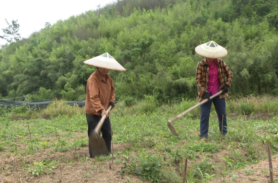 希望的田野|中方县：魔芋种植为致富增收添“魔”力