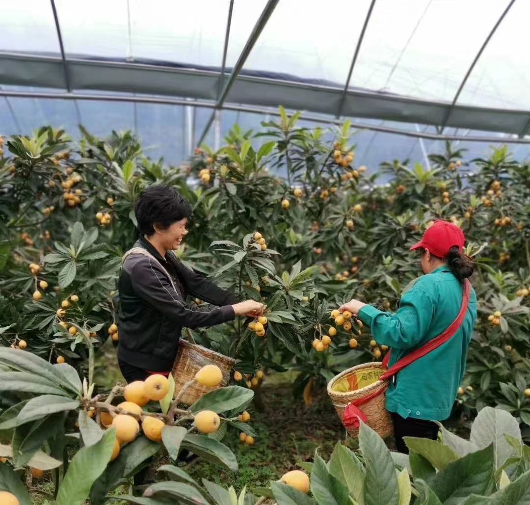 希望的田野|中方县铜鼎镇：枇杷种植成为当地一大特色产业