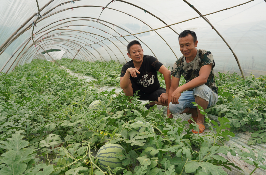 希望的田野|中方：西瓜抢“鲜”上市 特色种植助力乡村振兴