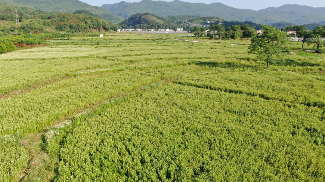 视频｜怀化中方：艾叶飘香引领乡村产业发展旺