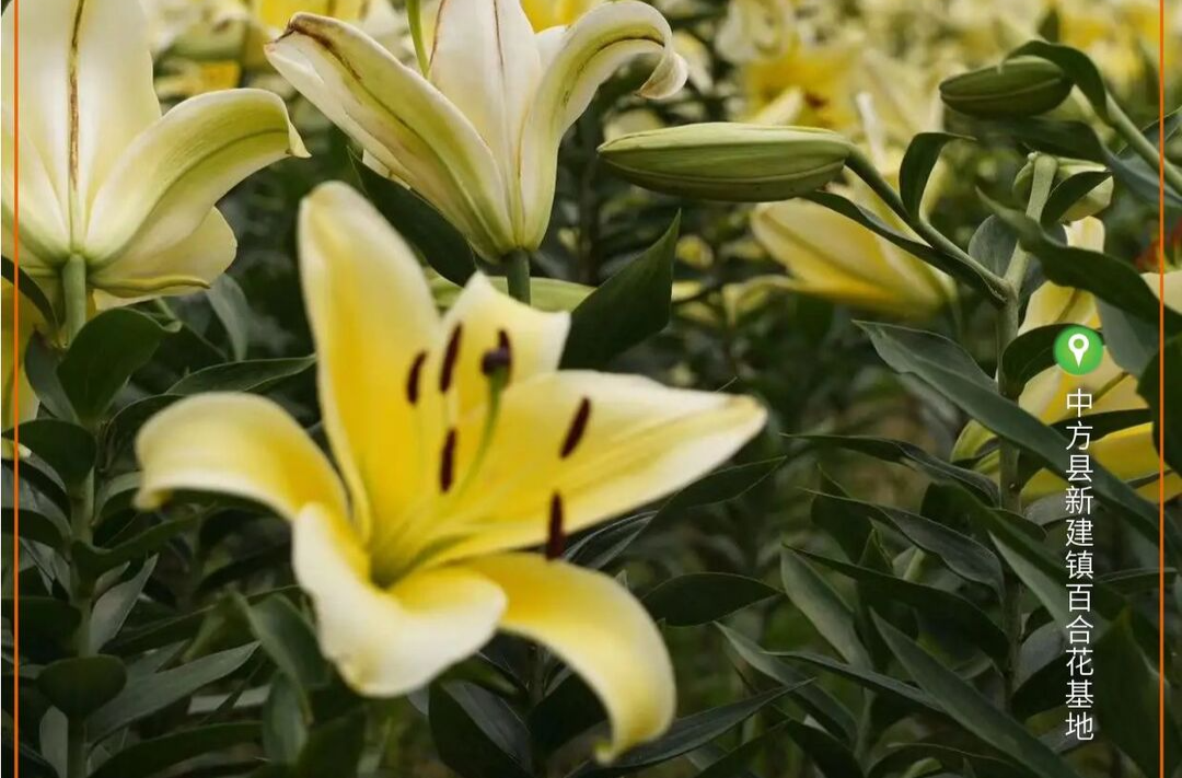海报|夏天的百合花 目光所及皆是美好