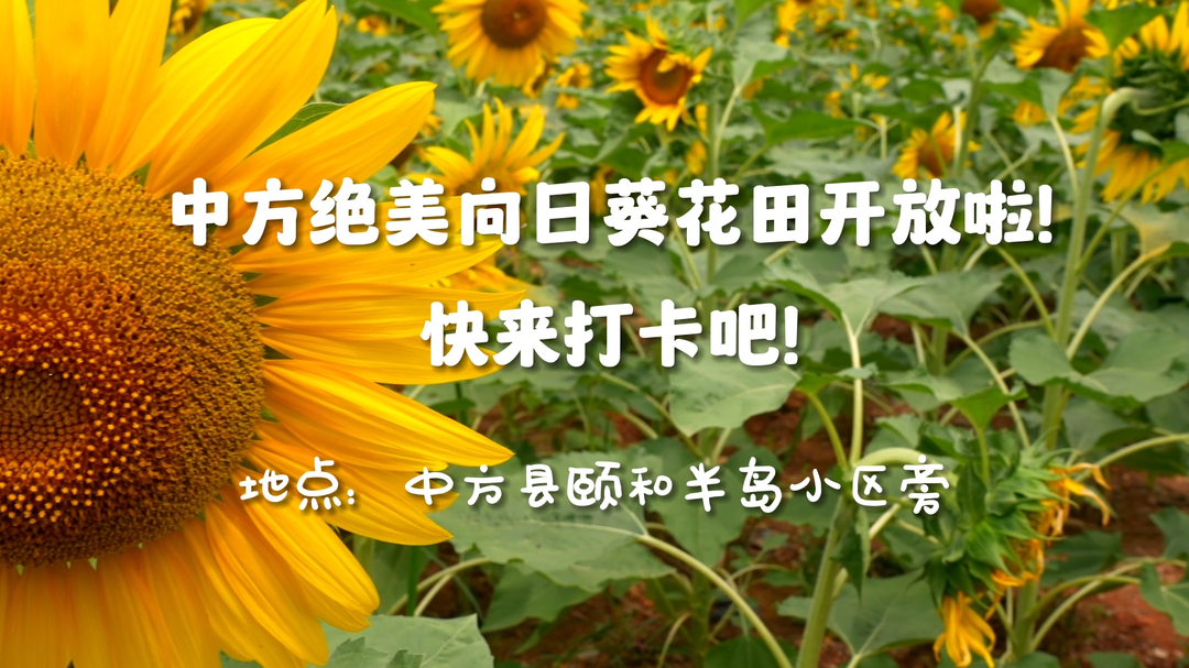 视频|中方绝美向日葵花田开啦！快来打卡吧！