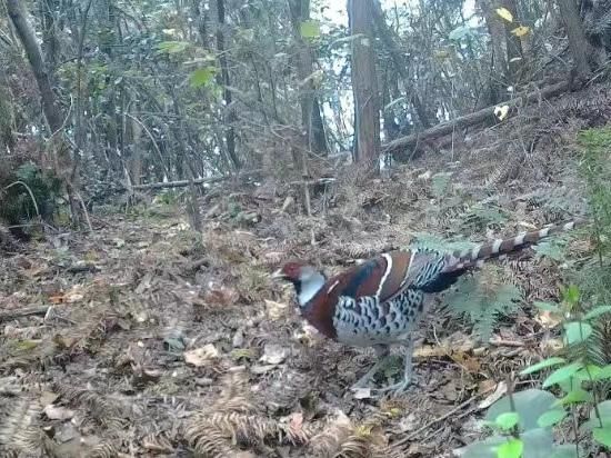 中国新闻网|怀化中方县入选生态环境部生物多样性保护优秀案例