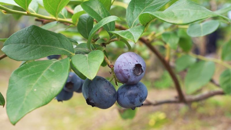 希望的田野|中方：蓝莓丰收采摘忙  特色产业为乡村振兴注入“新动能”